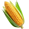Кукурудза цукрова